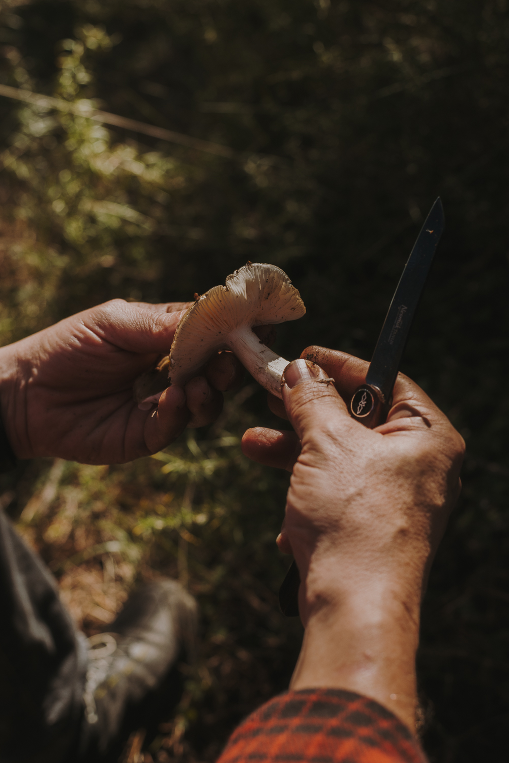 Detalle de unas manos que limpian un hongo con un cuchillo. De fondo, el suelo del bosque.