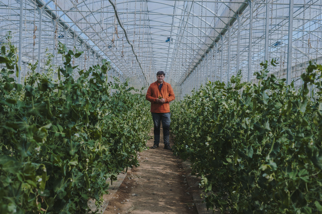 Persona de pie en el pasillo de un invernadero lleno de plantas de guisantes, rodeada de hileras verdes de vegetación bajo una estructura metálica.