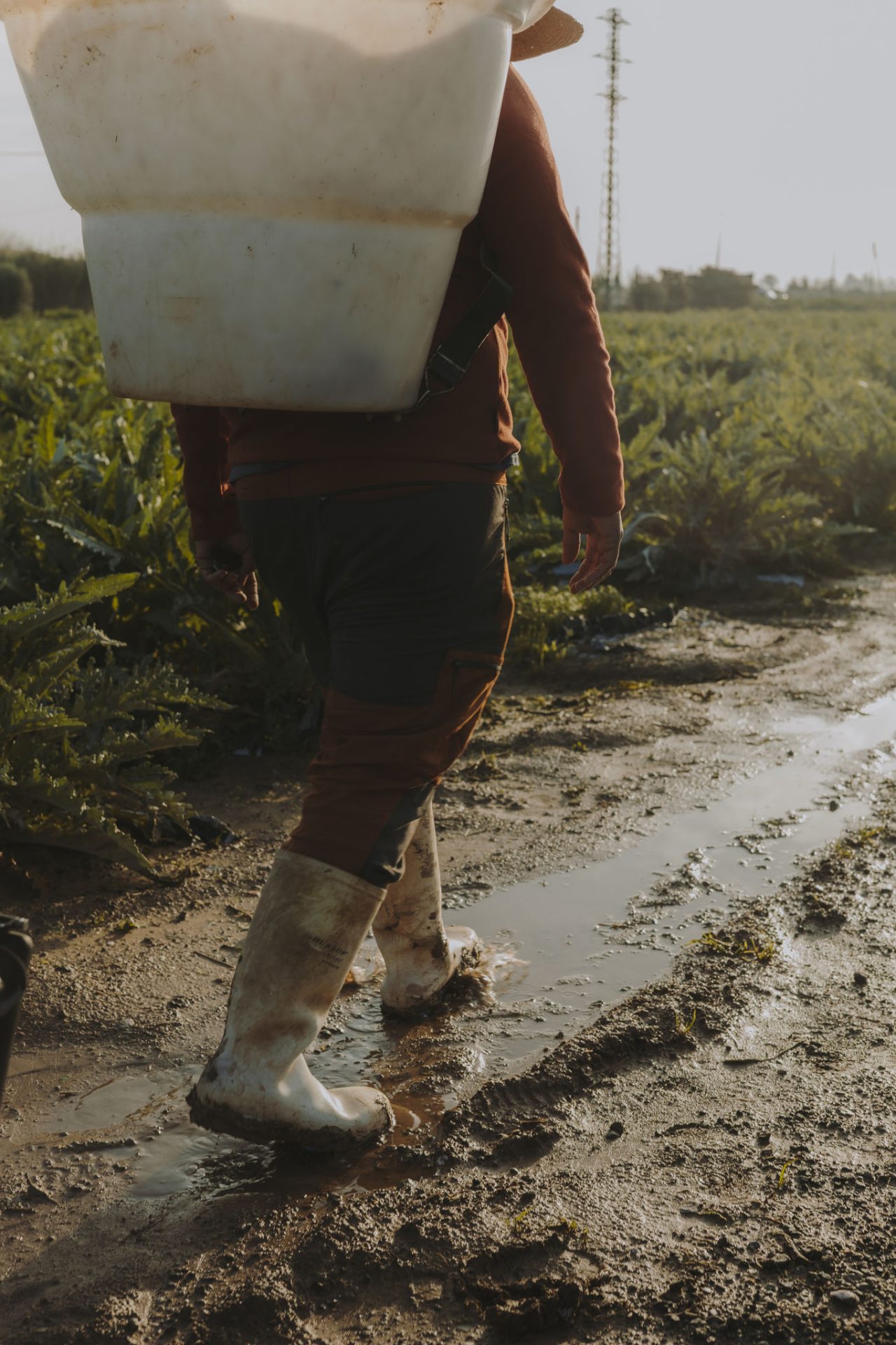 Hombre con una mochila recolectora y botas de goma blancas caminando por un camino de barro, en un campo de alcachofas.
