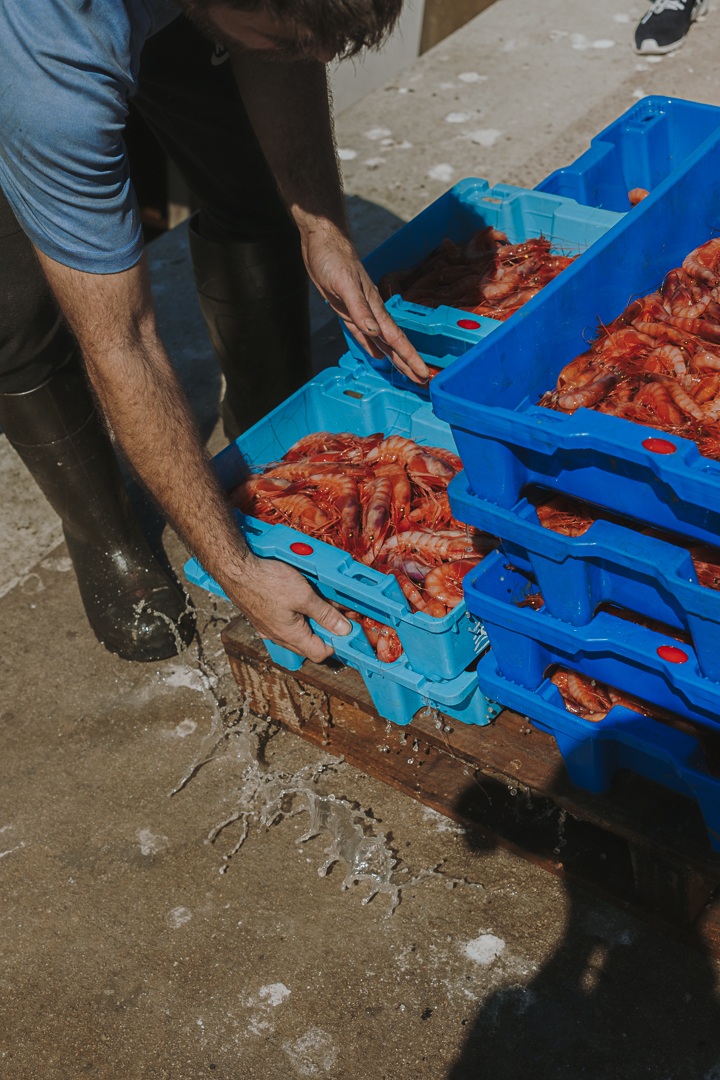 Persona colocando una caja de gambas rojas frescas entre varias cajas de plástico azul apiladas. La escena tiene lugar en un entorno de trabajo relacionado con la pesca o la comercialización de producto fresco.