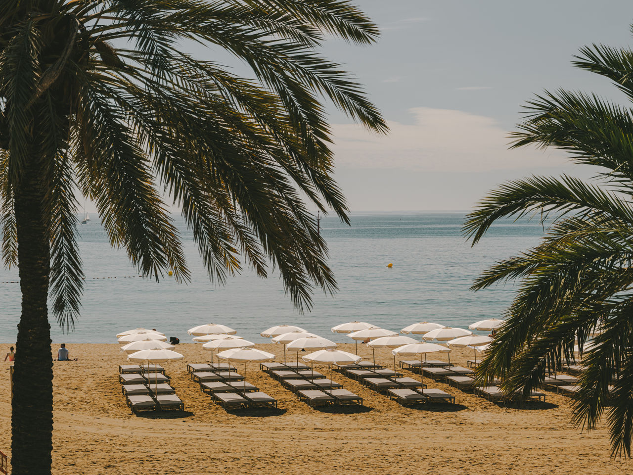 Playa de Barcelona con tumbonas y sombrillas blancas sobre la arena, enmarcada por palmeras y con el mar al fondo.