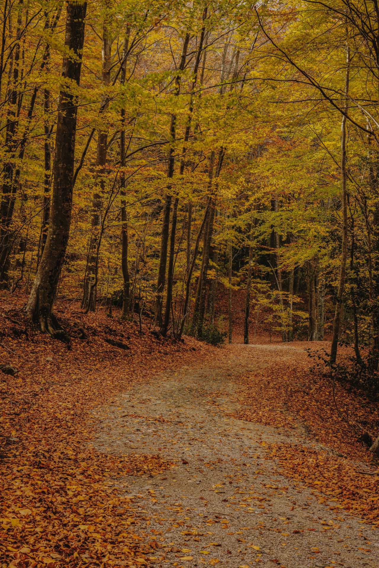 Chemin forestier couvert de feuilles d’automne, entouré d’arbres aux tons jaunes et ocres.