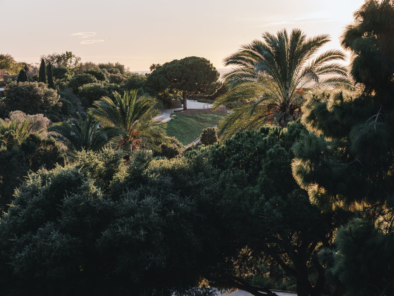 Sentieri e vegetazione mediterranea con palme e pini, con la luce calda del tramonto che filtra tra gli alberi.